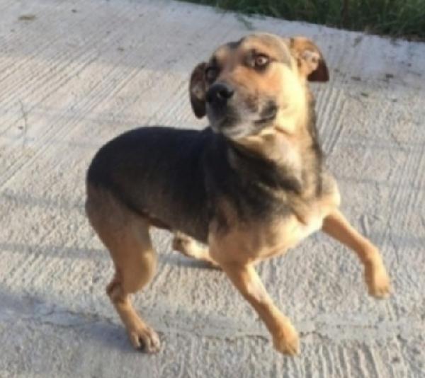 Alan 2anni buonissimo carattere SICILIW Foto 2