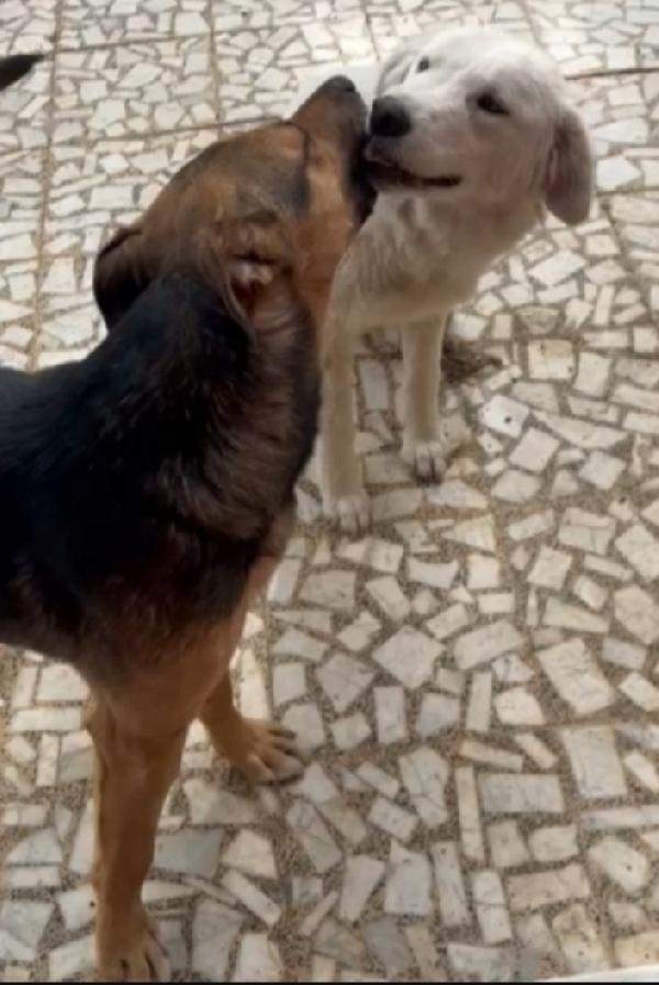Alan 2anni buonissimo carattere SICILIW Foto 3