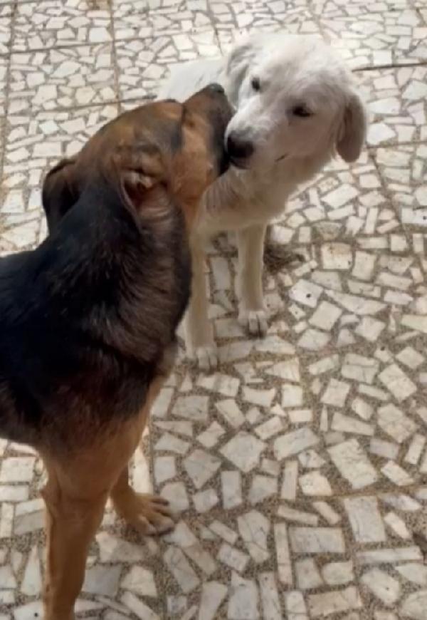 Alan 2anni buonissimo carattere SICILIW Foto 4