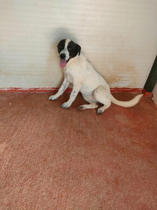 Matilde Splendida Cucciola Bianco Nera Cerca Famiglia
