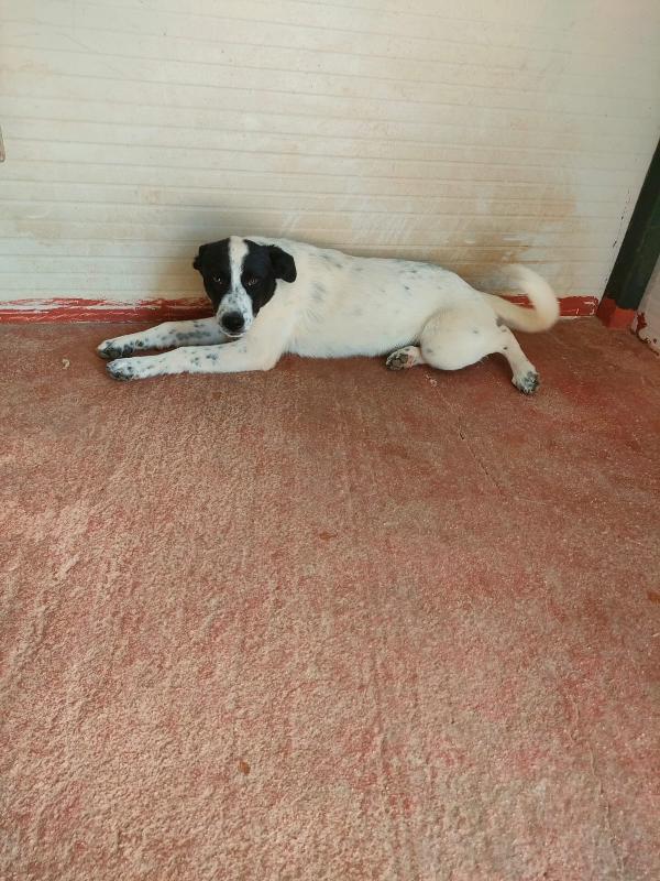 Matilde Splendida Cucciola Bianco Nera Cerca Famiglia Foto 3