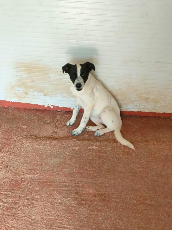 Matilde Splendida Cucciola Bianco Nera Cerca Famiglia Foto 4