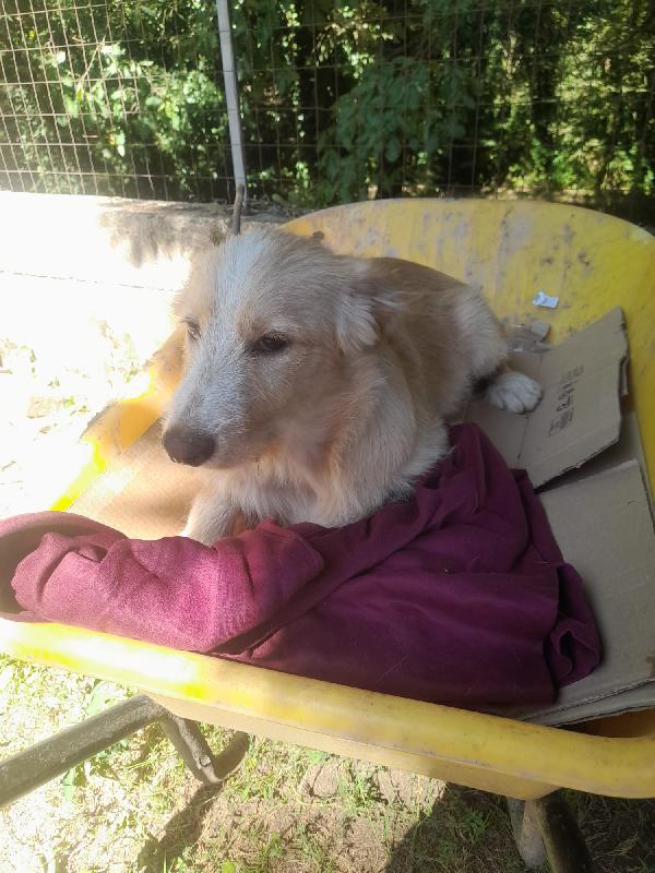 ✨ Spillo, dolcezza in cerca di casa (o di uno stallo casalingo) ✨ Foto 3