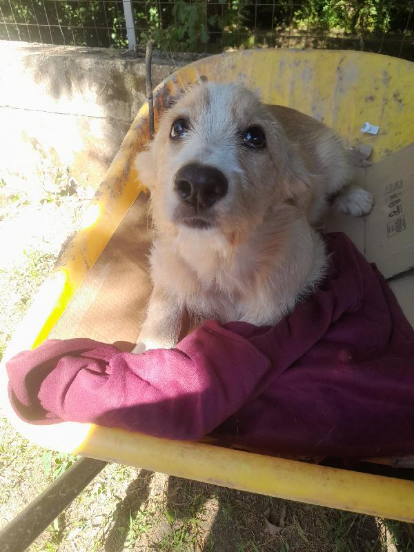 🐾 Spillo, Un Cuore Dolcissimo In Cerca Di Una Casa (Anche Temporanea) 🐾