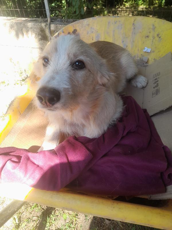 🐾💛Spillo cerca la sua famiglia per sempre 💕🧑🏻‍🧑🏻‍🧒🏻 Foto 2