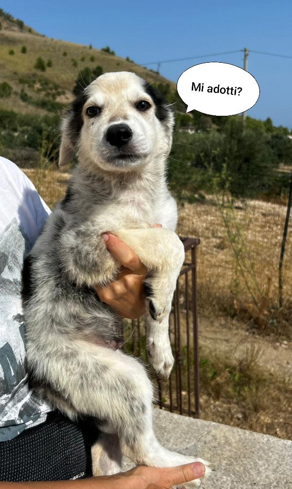 Cucciolo 💙🐾💙🐾💙