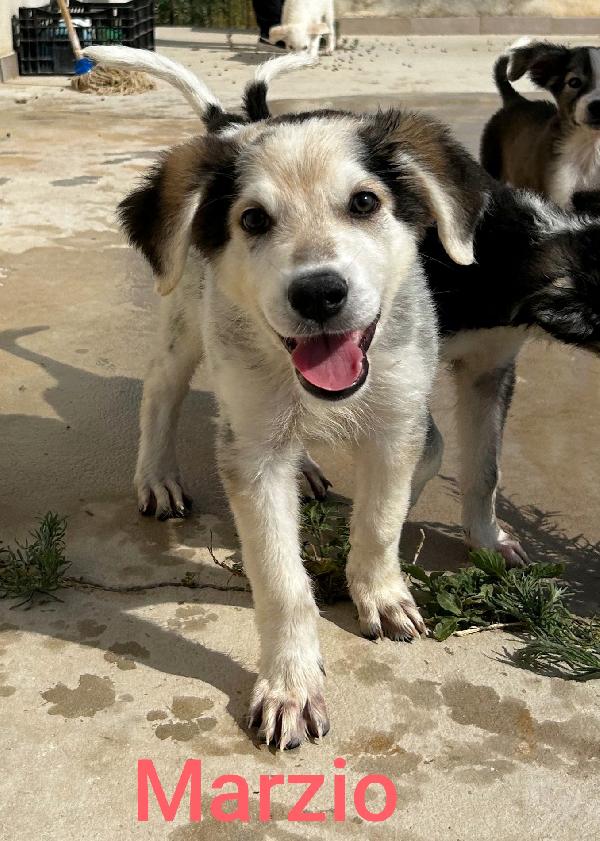 Cucciolo 💙🐾💙🐾💙 Foto 2