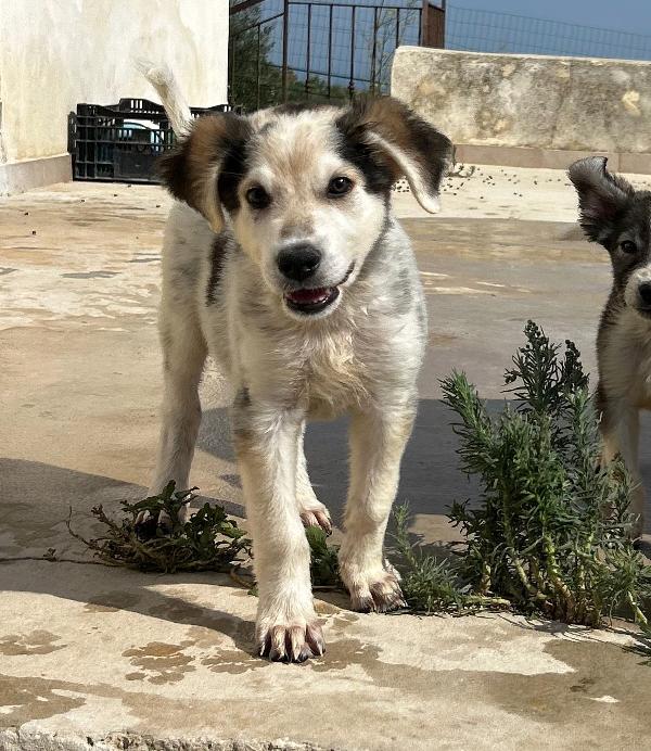 Cucciolo 💙🐾💙🐾💙 Foto 3