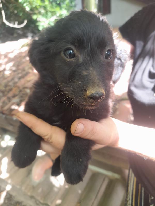 🐾 Adozione Urgente: Linda, Cucciola Di 2 Mesi 🐾