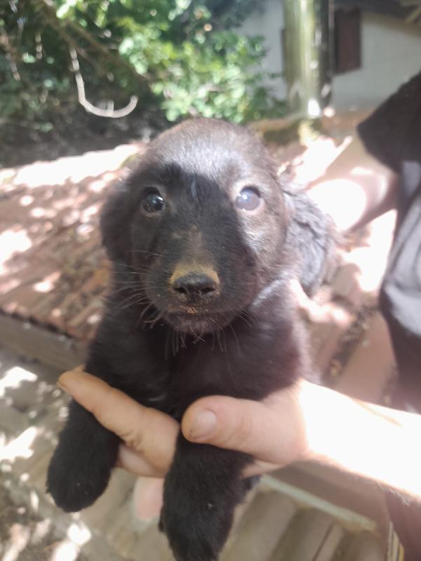 🐾 ADOZIONE URGENTE: Linda, cucciola di 2 mesi 🐾 Foto 2