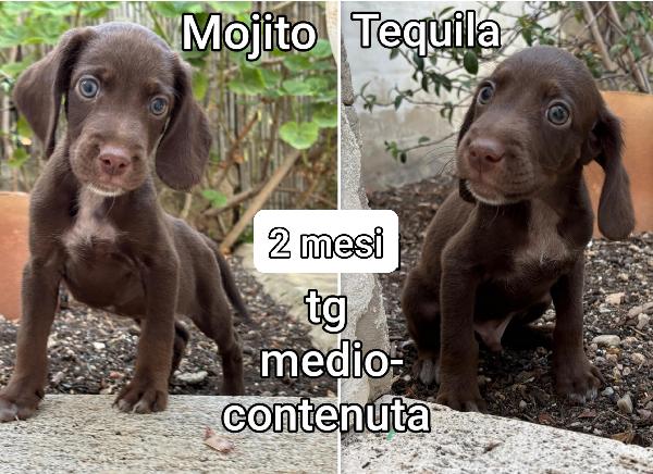 Cucciolotti In Adozione 