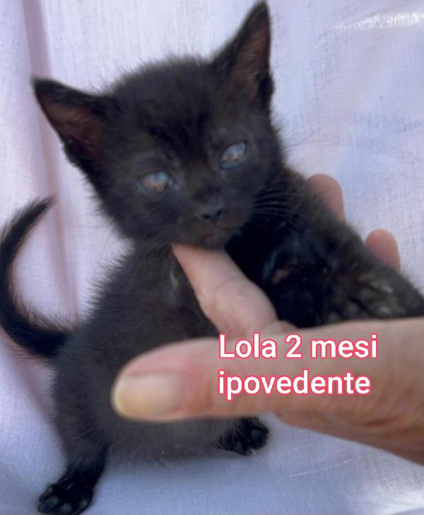 GATTINI ABBANDONATI! EMERGENZA  Foto 10