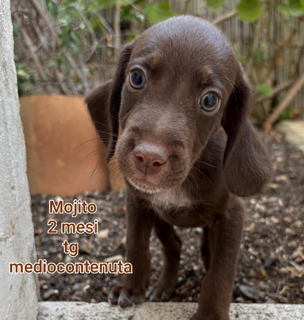 Adotta Un Cucciolo Bisognoso 