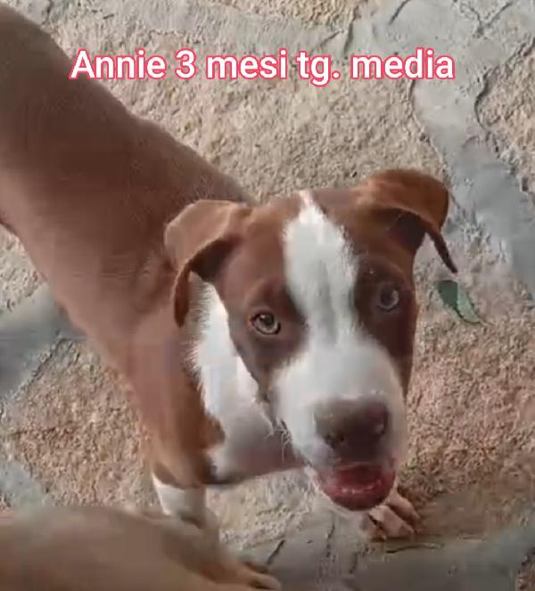 Adotta un cucciolo bisognoso  Foto 2