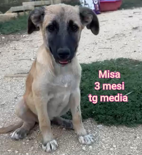 Adotta un cucciolo bisognoso  Foto 3