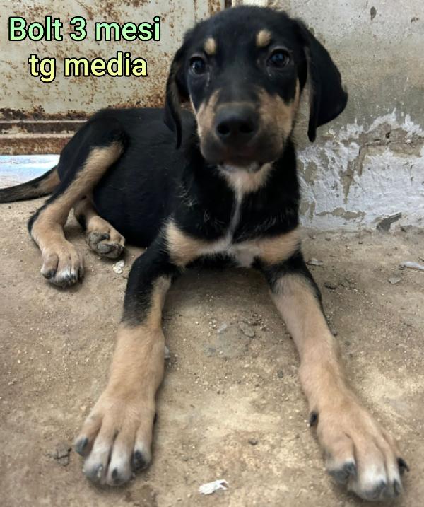 Adotta un cucciolo bisognoso  Foto 4