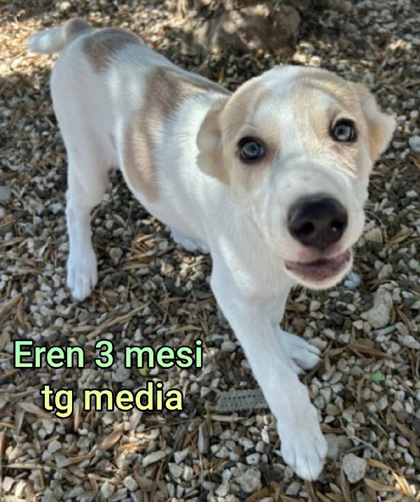Adotta un cucciolo bisognoso  Foto 5