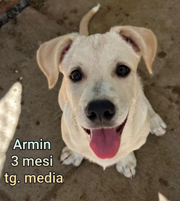 Adotta un cucciolo bisognoso  Foto 6