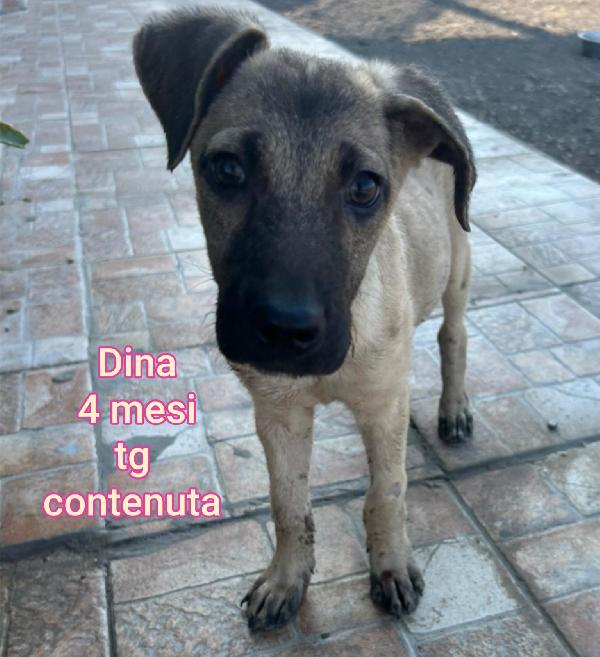 Adotta un cucciolo bisognoso  Foto 7