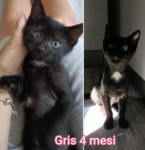 MICETTI BISOGNOSI DI UNA CASA Foto 3