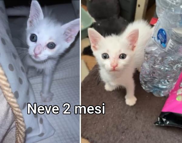 MICETTI BISOGNOSI DI UNA CASA Foto 6