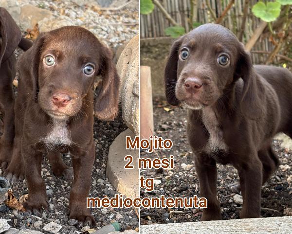 Adozioni Cuccioli 2 / 3 Mesi