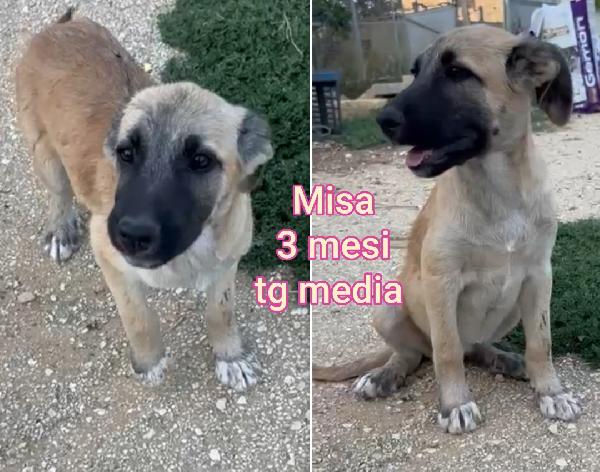 ADOZIONI CUCCIOLI 2 / 3 MESI Foto 2