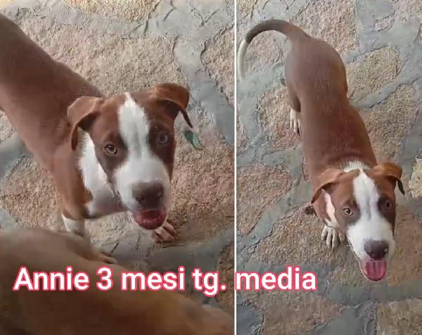 ADOZIONI CUCCIOLI 2 / 3 MESI Foto 3