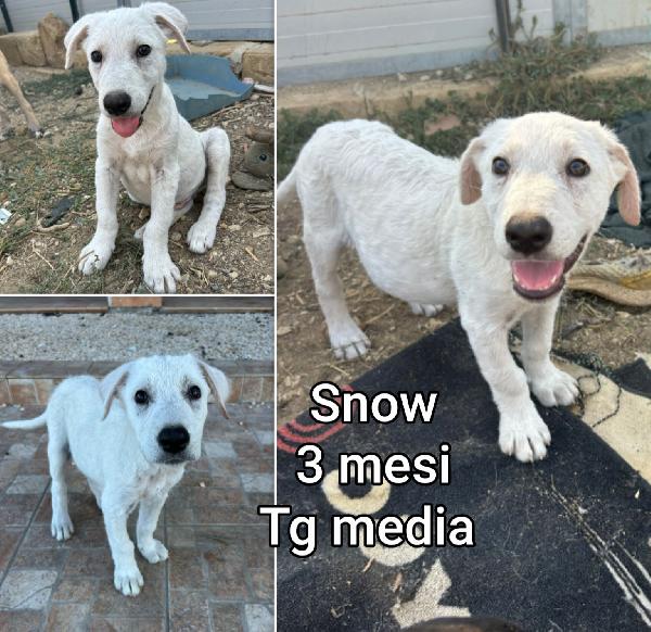 ADOZIONI CUCCIOLI 2 / 3 MESI Foto 6