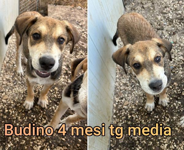 ADOZIONI CUCCIOLI 2 / 3 MESI Foto 10