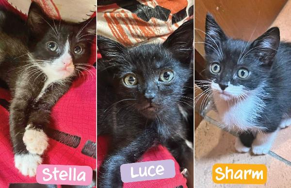 Luce, Stella E Sharm: Micini Di 2 Mesi Cercano Famiglia