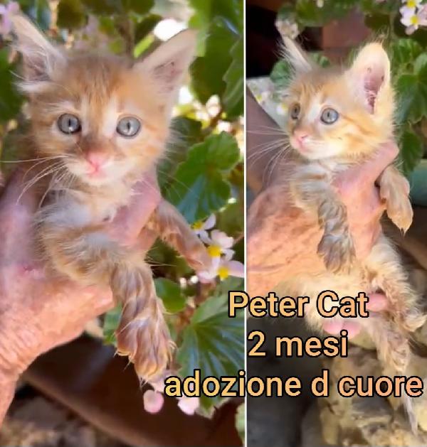 TELEFONA X ADOTTARE UN GATTO Foto 5