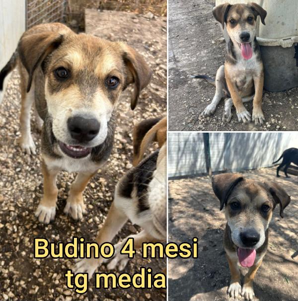 Siamo sommerse dai cuccioli  Foto 7