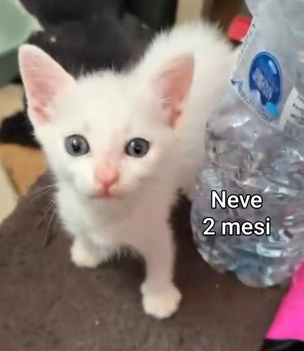 Micetti Abbandonati! Urgente