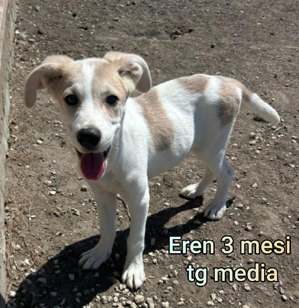 Teneri Cuccioli Trovatelli