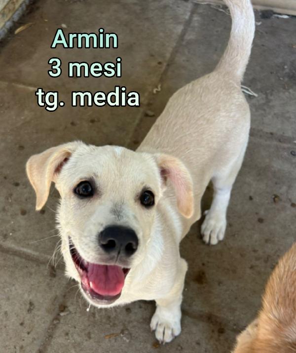 TENERI CUCCIOLI TROVATELLI Foto 2