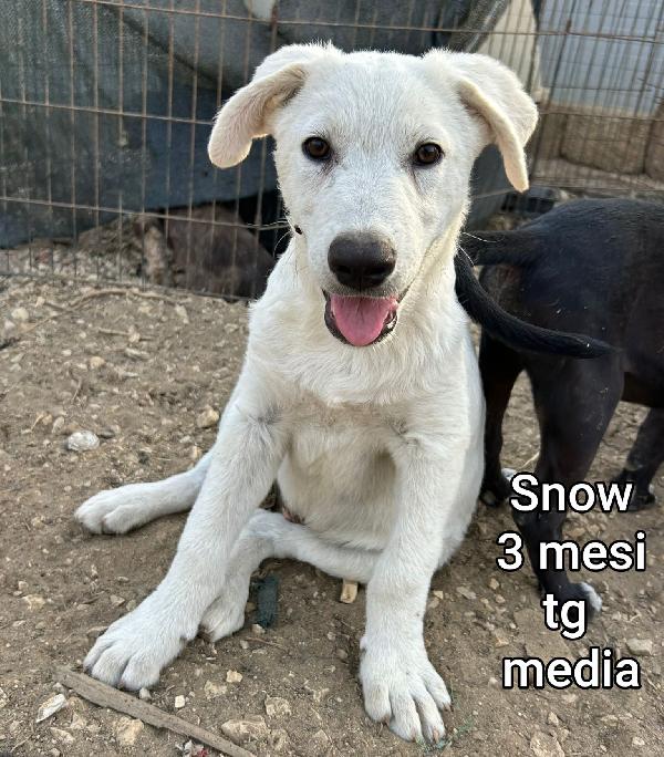 TENERI CUCCIOLI TROVATELLI Foto 4