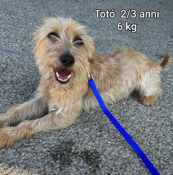 Cagnolini tg.piccola&mediopiccola  Foto 7