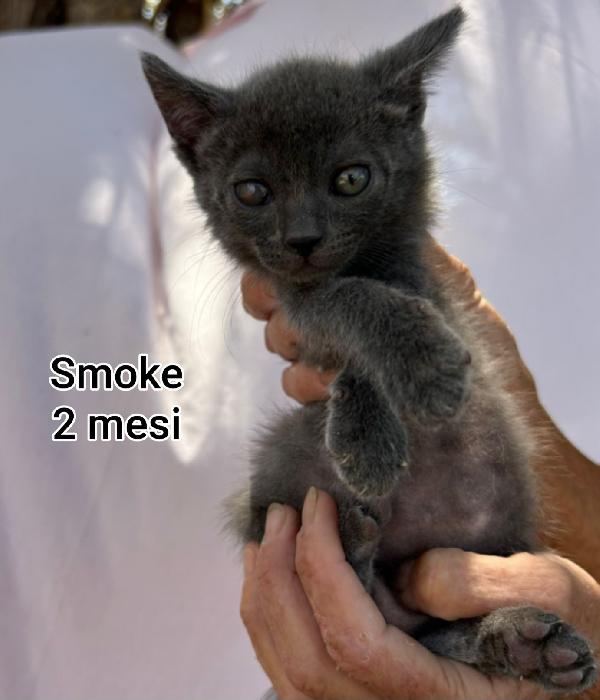 Meravigliosi Gattini Da Salvare 