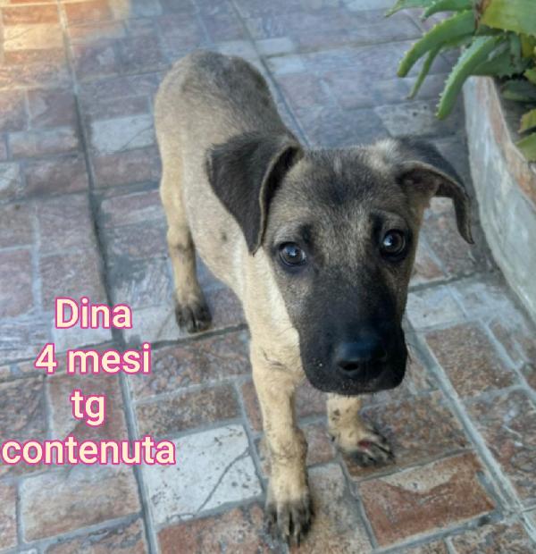 Adorabili Cucciolini Senza Casa