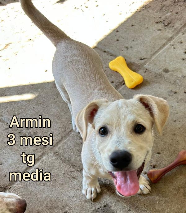 Adorabili cucciolini senza casa Foto 2