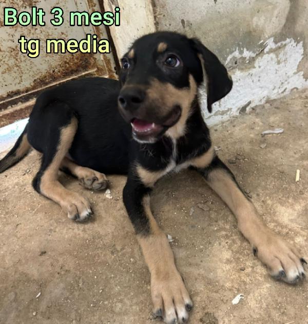 Adorabili cucciolini senza casa Foto 6