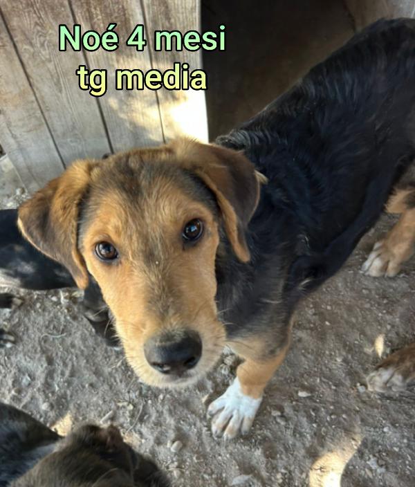 Adorabili cucciolini senza casa Foto 9