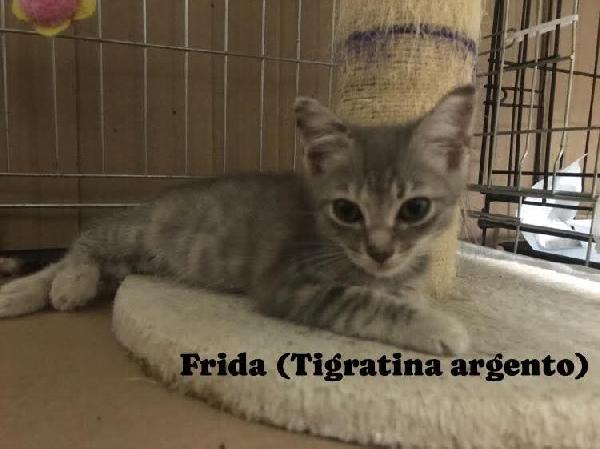 Pisolo/Trilly/Frida/Wendy