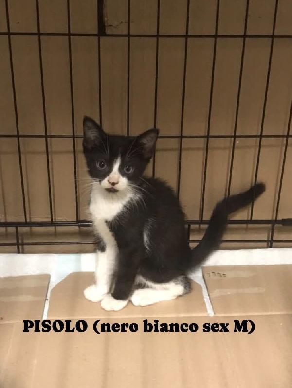 Pisolo/trilly/frida/wendy Foto 2
