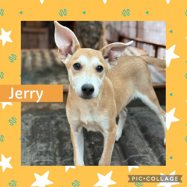 💛🐾 Jerry 🐾💛 Dolce Cucciolo Taglia Medio Piccola In Adozione 