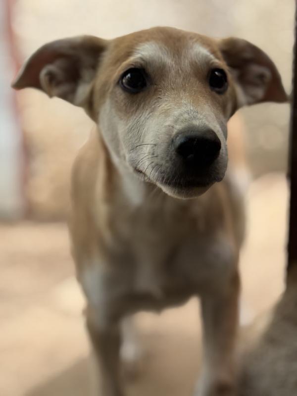 💛🐾 jerry 🐾💛 dolce cucciolo taglia medio piccola in adozione  Foto 5