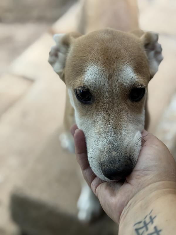 💛🐾 jerry 🐾💛 dolce cucciolo taglia medio piccola in adozione  Foto 7