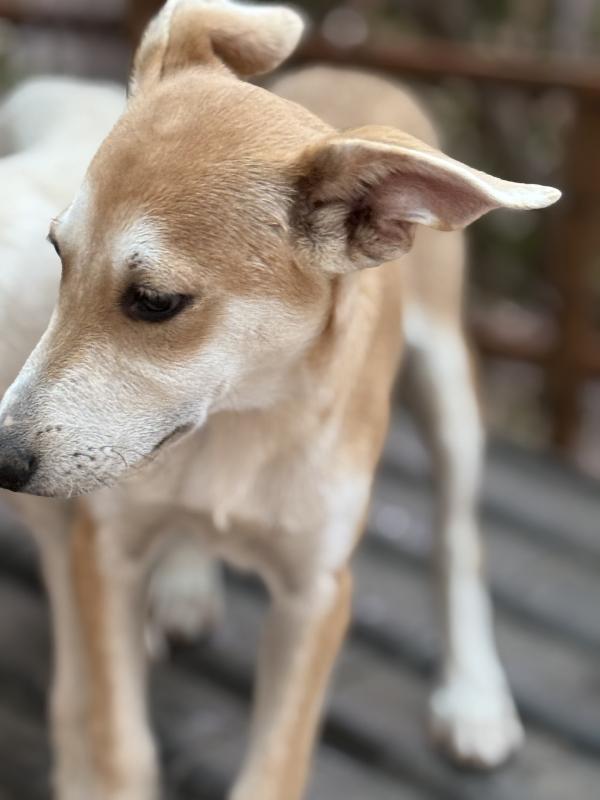💛🐾 jerry 🐾💛 dolce cucciolo taglia medio piccola in adozione  Foto 10