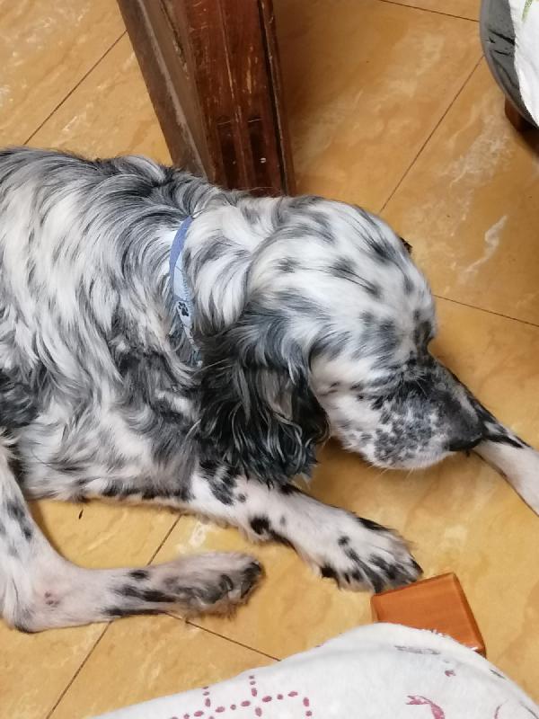 Mito 12 Anni, Un Amore Di Setter
